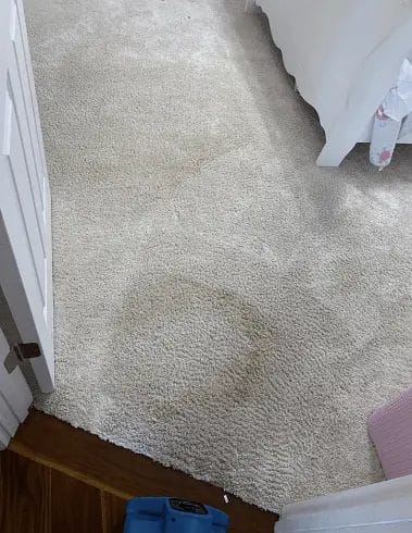 Why Do Stains Come Back in Carpet